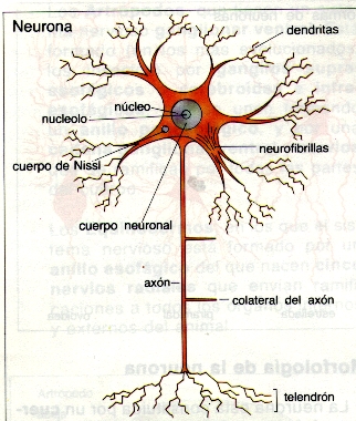 Estrutura dunha neurona.