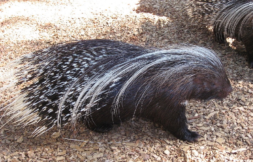 O porco espiño levanta o seu pelo grazas ao "arrector pili". Foto: Liné 1 / CC BY-SA 3.0.